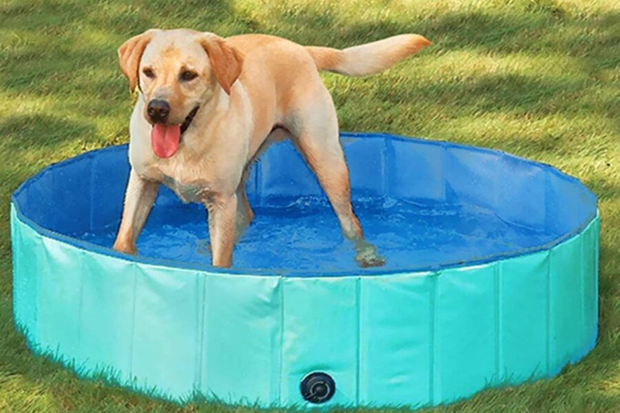 cane fa il bagno in piscina