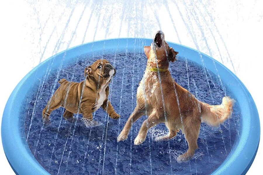 cani che giocano con l'acqua