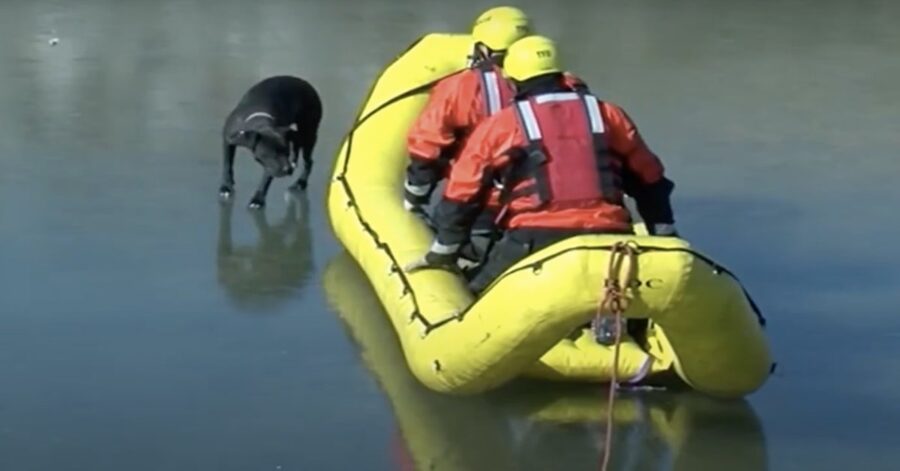 pompieri con gommone salvano cane nel ghiaccio