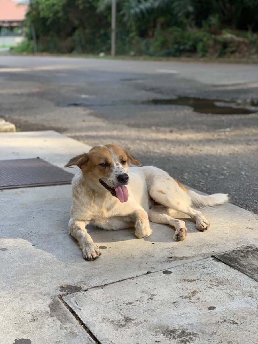 cagnolina bianca e marrone