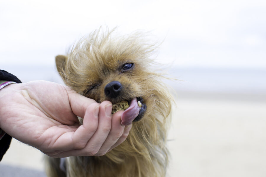 cucciolo di cane mangia uno snack
