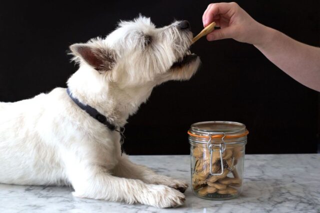 5 ricette che aiutano il cucciolo di cane a calmarsi