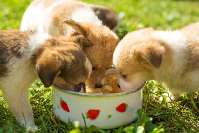 cuccioli mangiano su un prato