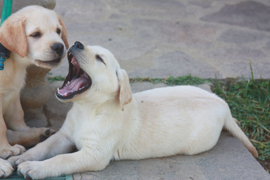 cagnolino che sbadiglia