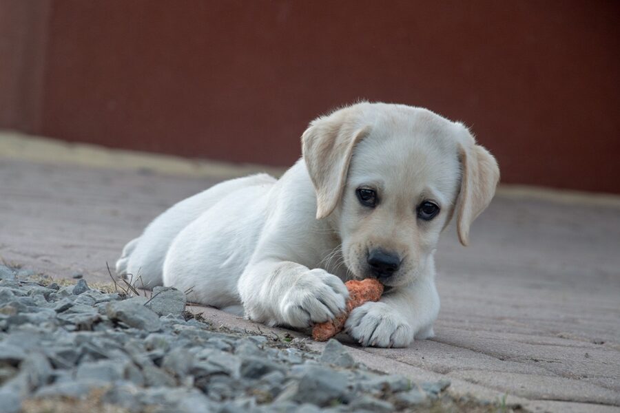 cucciolo di cane bianco