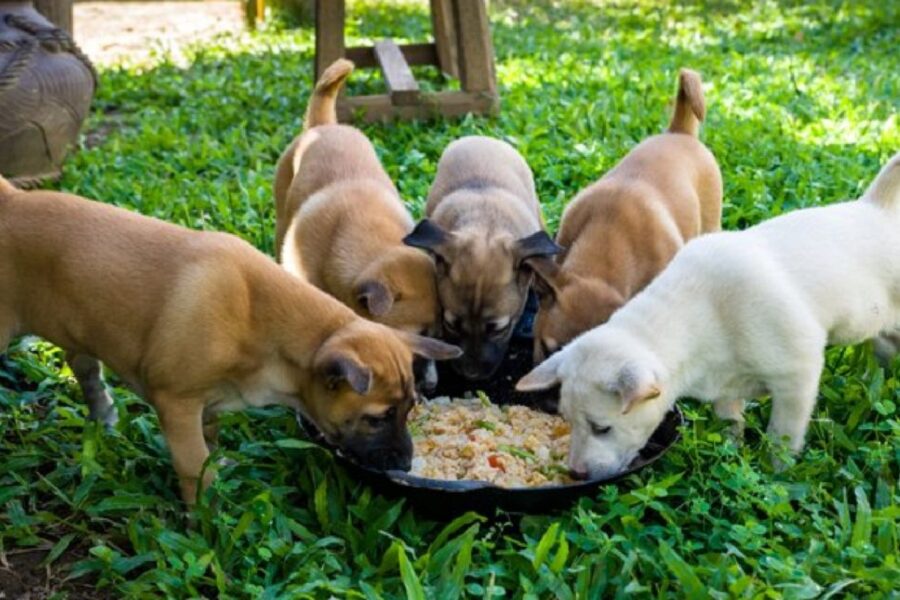 cuccioli mangiano dalla stessa ciotola