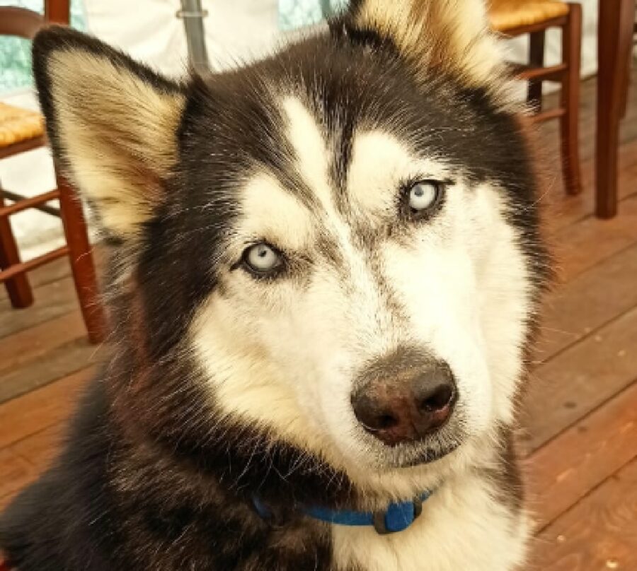 cane husky sguardo di ghiaccio