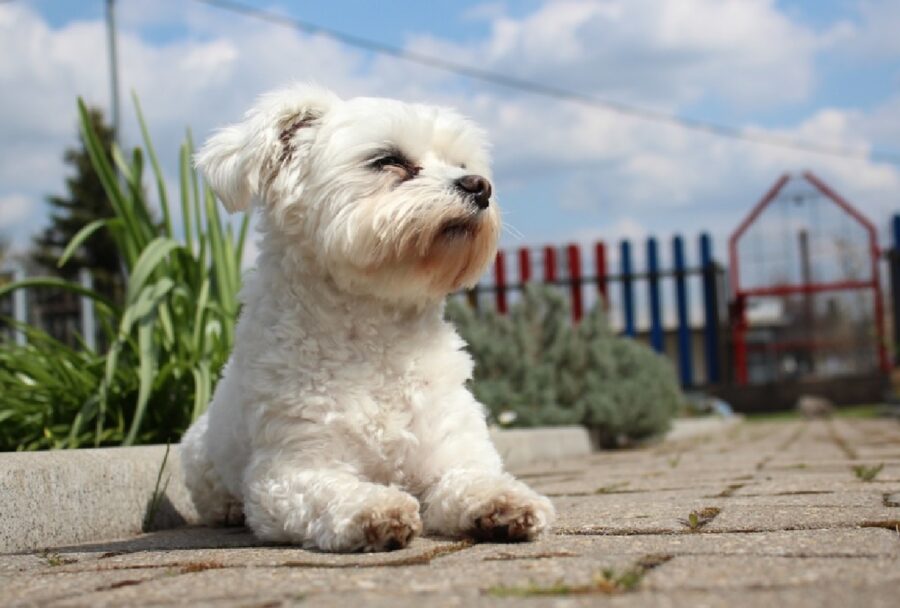 cucciolo maltese riposo giardino