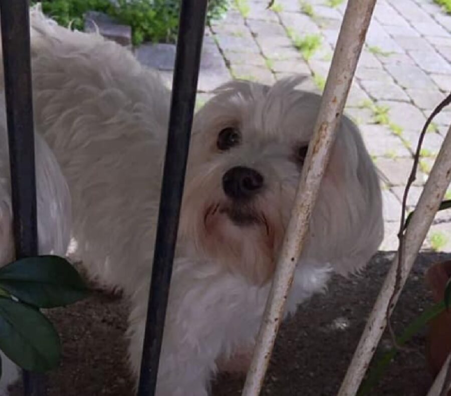 cagnolina bianca muso sporco