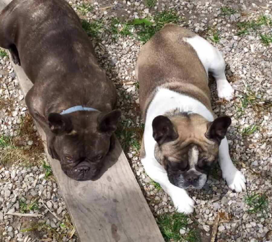 cani bulldog maschio e femmina