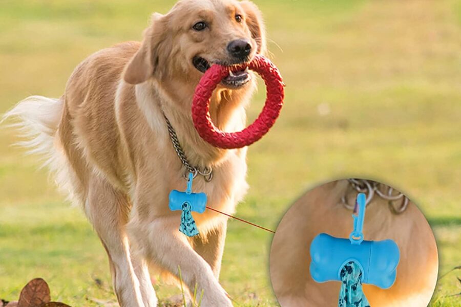 cane gioca al parco