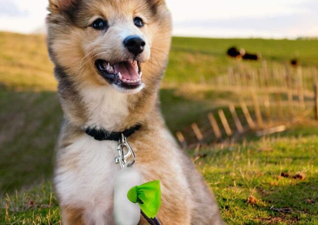 5 sacchetti per i bisogni del cane, i modelli migliori in assoluto