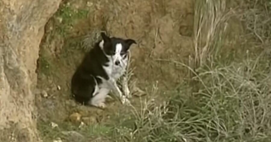 Border Collie bloccato su una scogliera