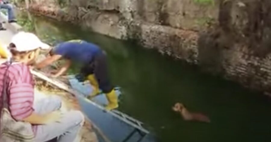 cane caduto in acqua viene salvato dai pompieri