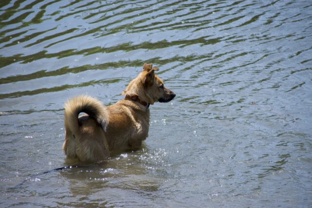 Bolivia: un cane che stava per annegare in un fiume in piena viene salvato in extremis da un abile pompiere (VIDEO)