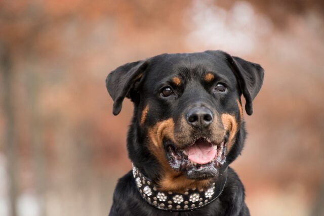 Il salvataggio di due poveri cani intrappolati in una fogna (VIDEO)