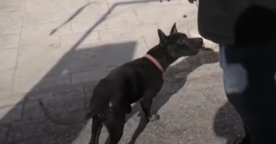 cane lasciato in terrazzo sequestrato dalla polizia