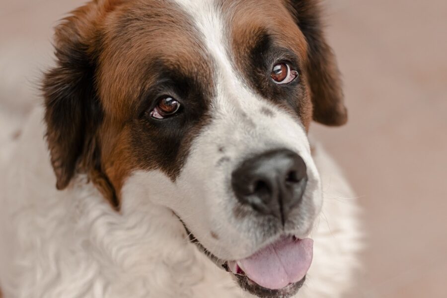 sguardo dolce del cane