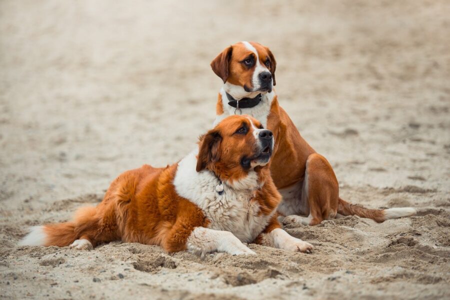 cani san bernardo in spiaggia