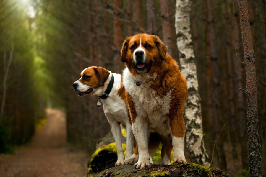 cani san bernardo nel bosco