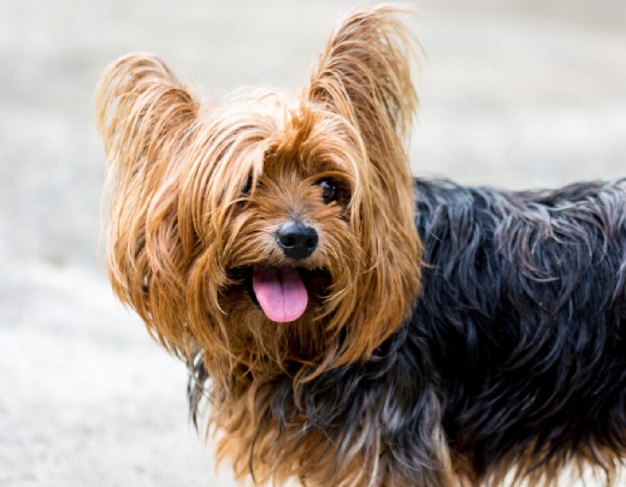 cane sorridente per strada