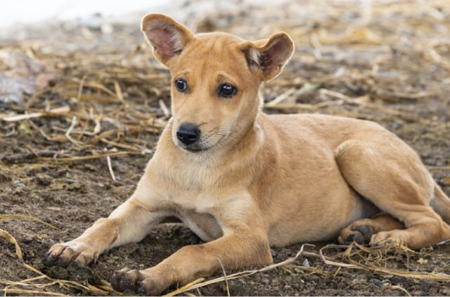 Santa Marinella, il cane supera la recinzione e scappa verso i binari, si perde così Buddy