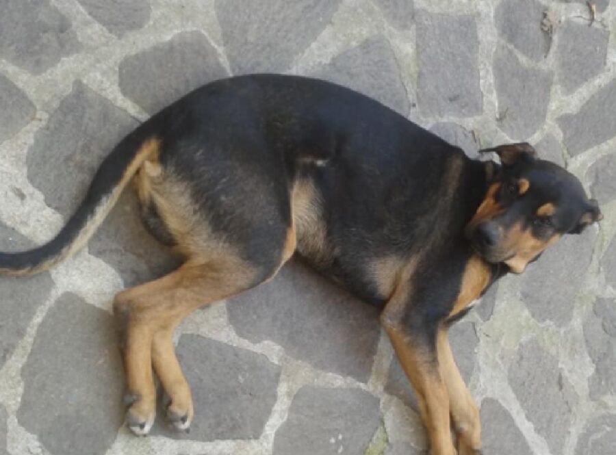 cane dal pelo nero focato