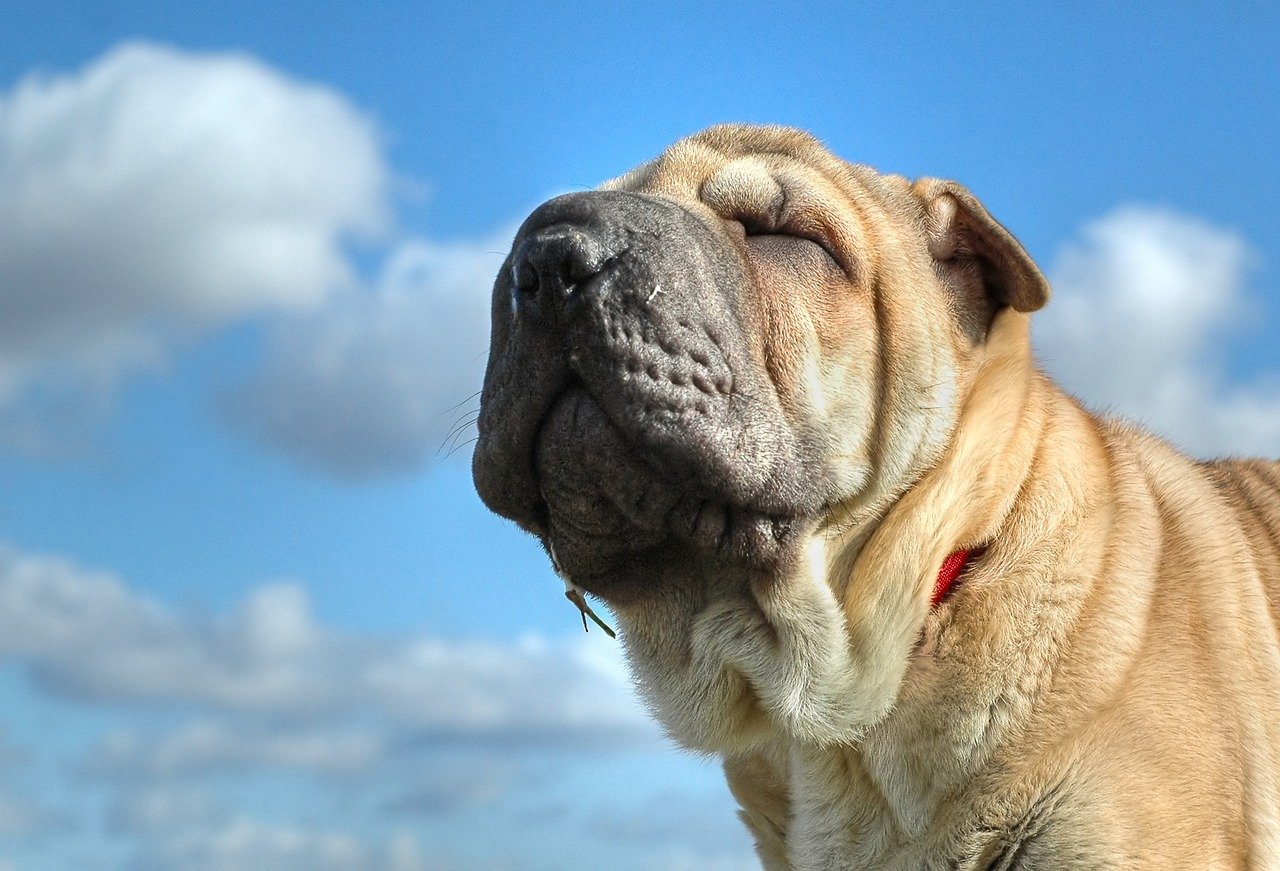 shar pei curioso