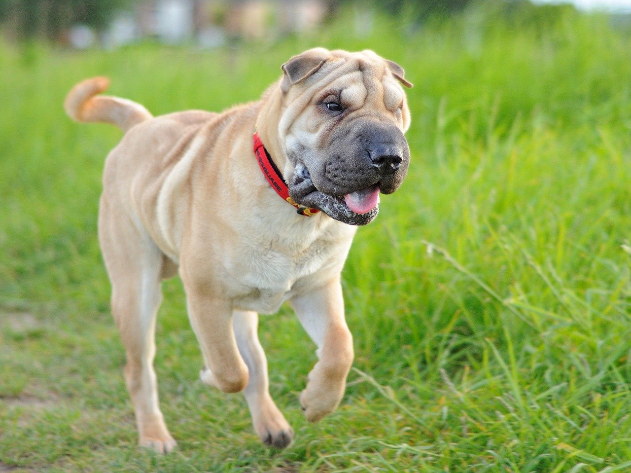 shar pei sul prato