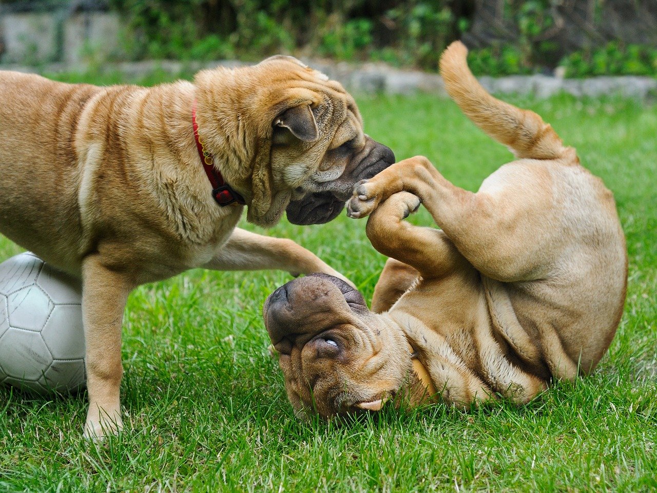 cani giocano insieme