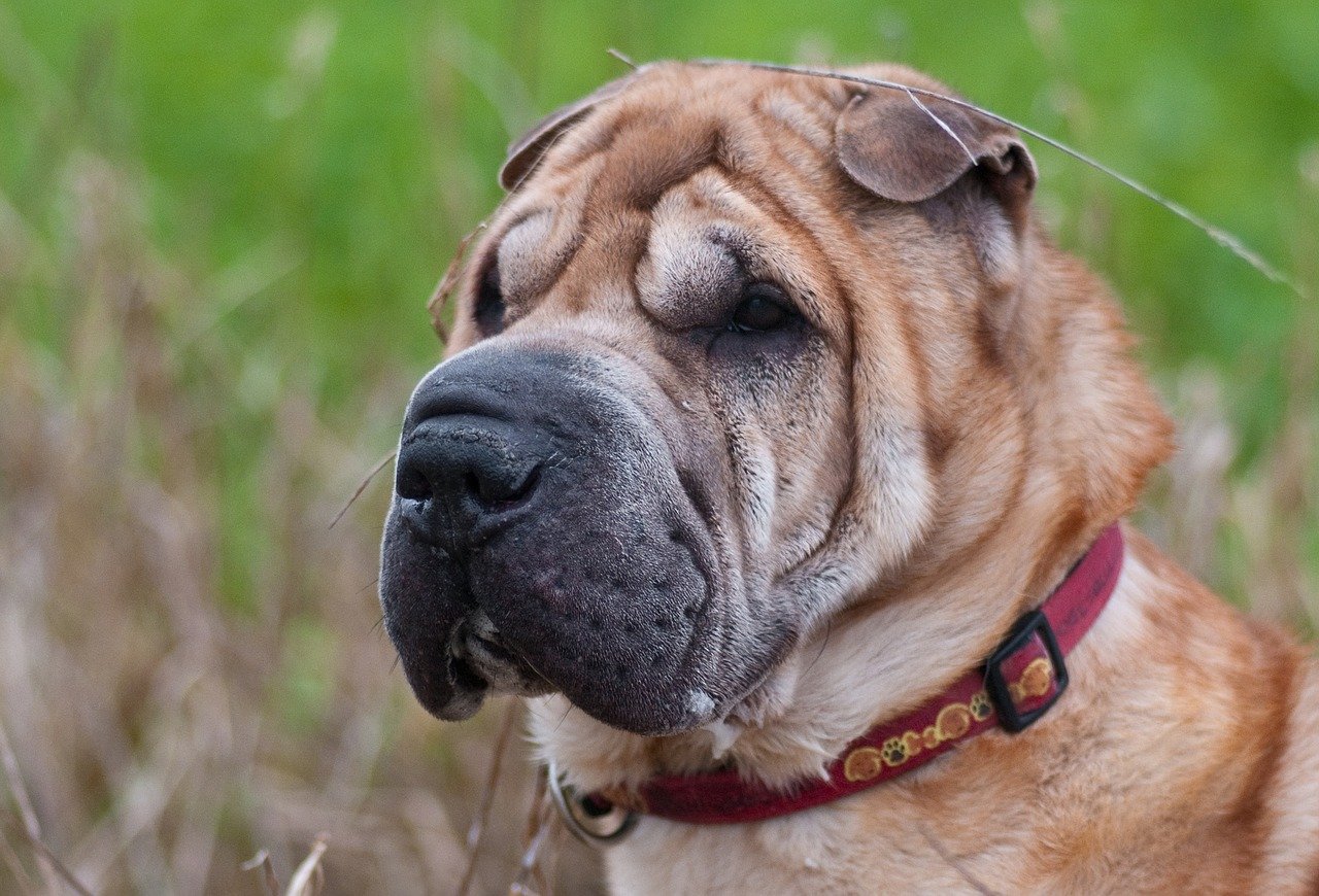 shar pei paffuto