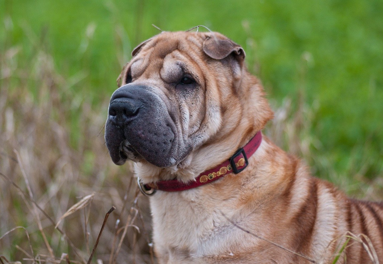 cane con rughe nel prato