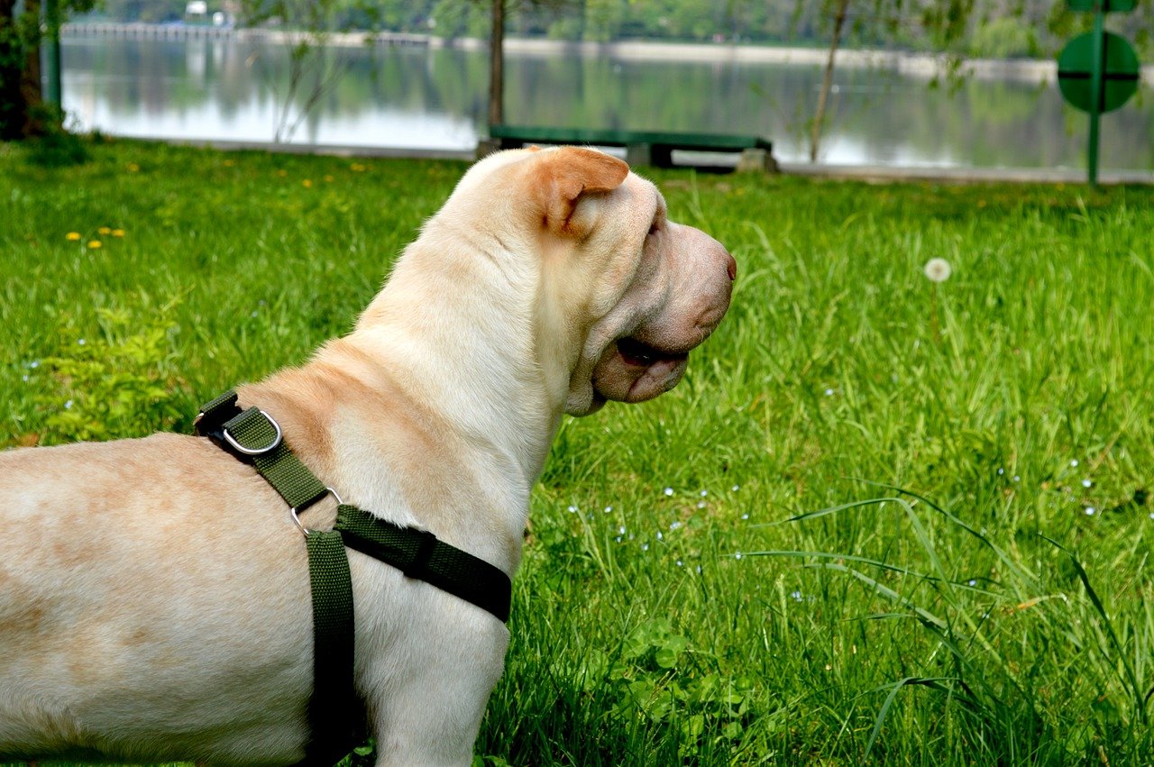 shar pei girato