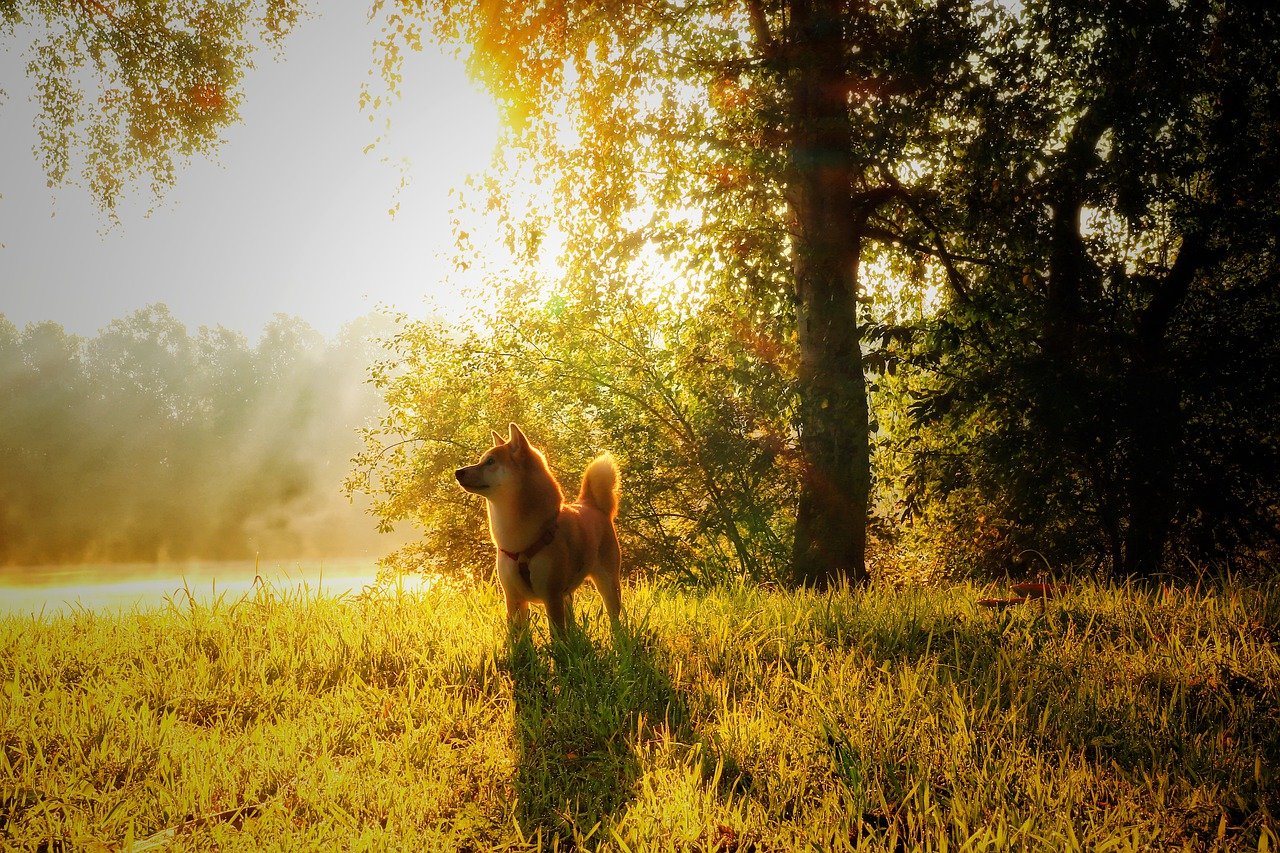 shiba inu gironzola nel bosco