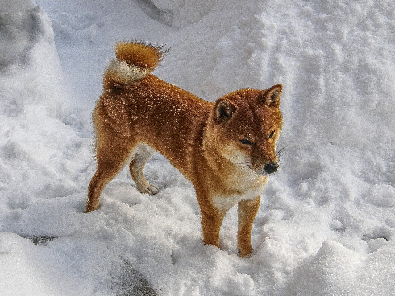 shiba inu in mezzo alla neve