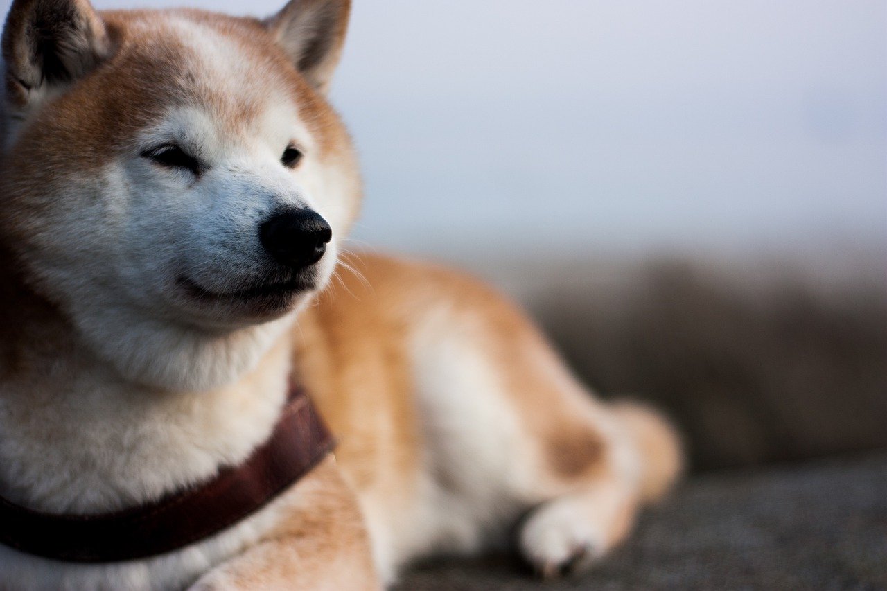 shiba inu rilassato