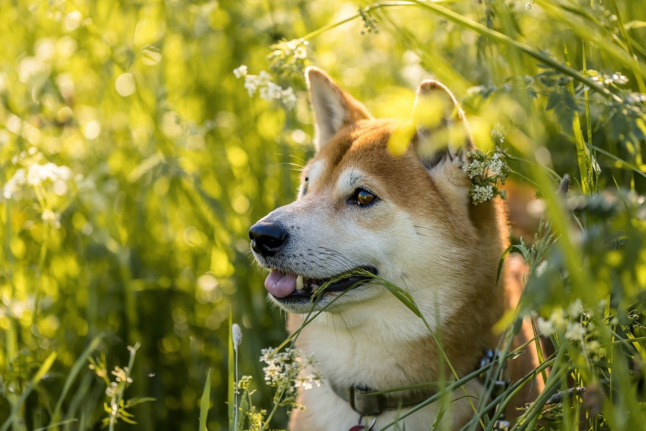 shiba inu fra le piante