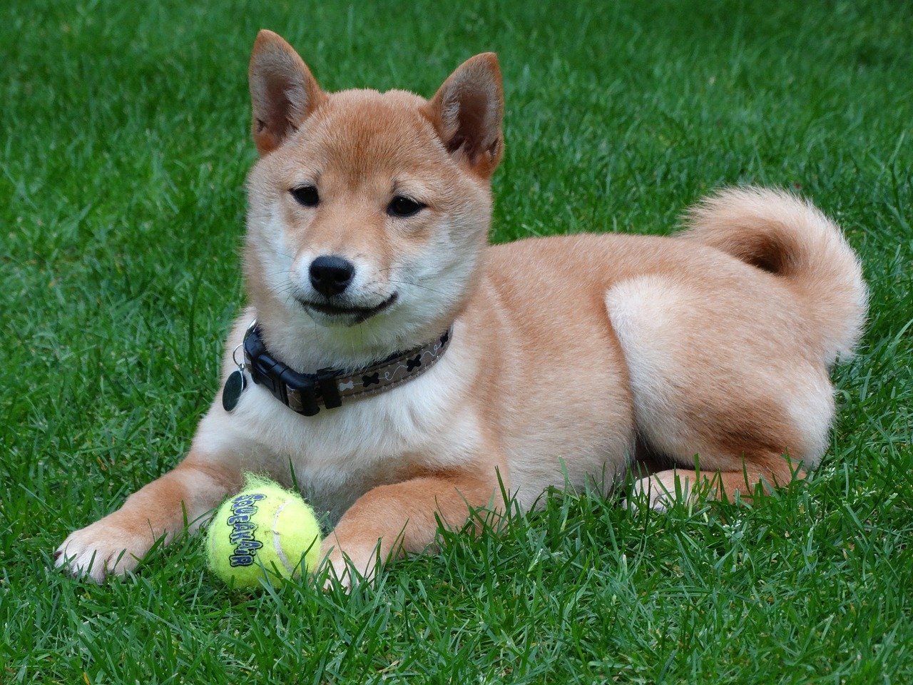 shiba inu gioca nel prato