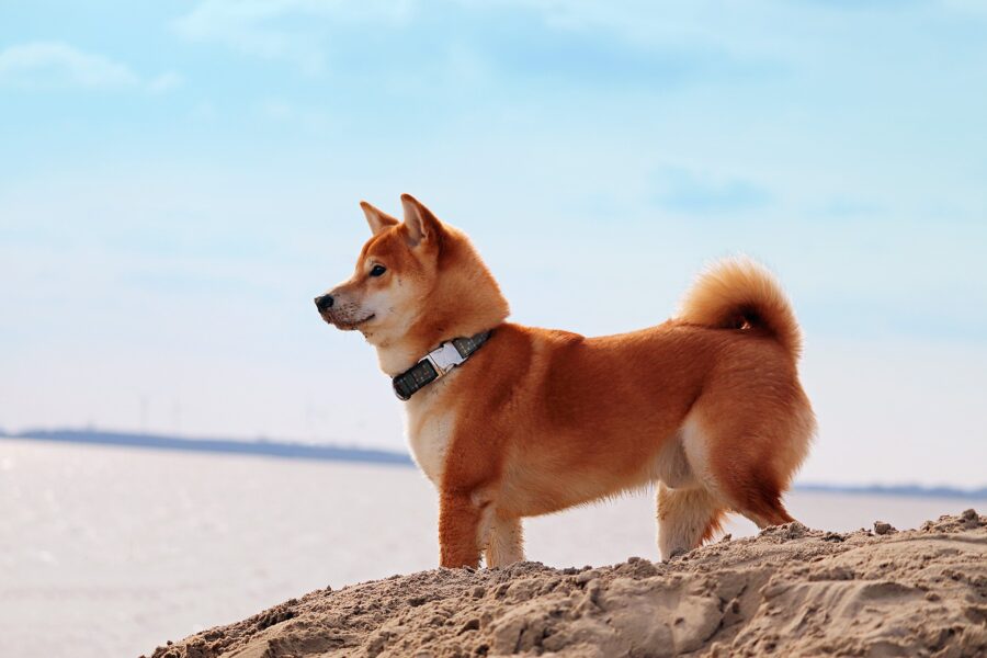 Shiba Inu, tutto su questa razza: carattere, curiosità, consigli e cure