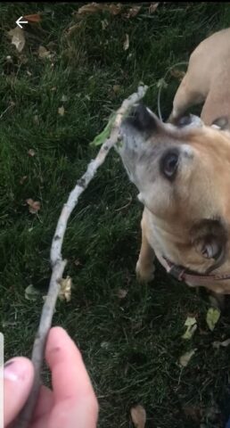 Un simpatico cagnolino incontra una mantide religiosa per la prima volta (VIDEO)