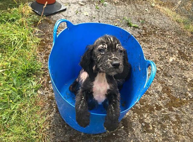 Cane abbandonato in un secchio: ora è un portento