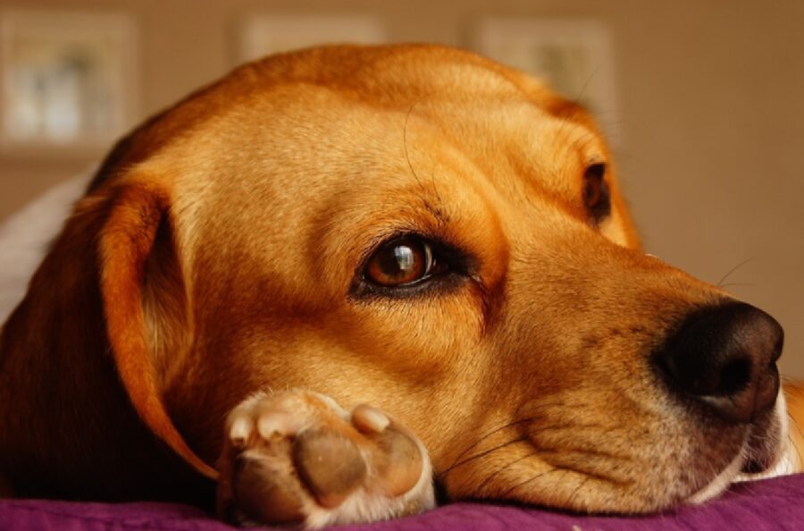 cane occhi penetranti neri