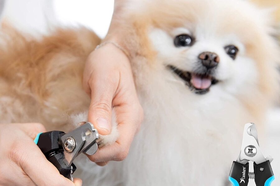 cane di piccola taglia si fa tagliare le unghie