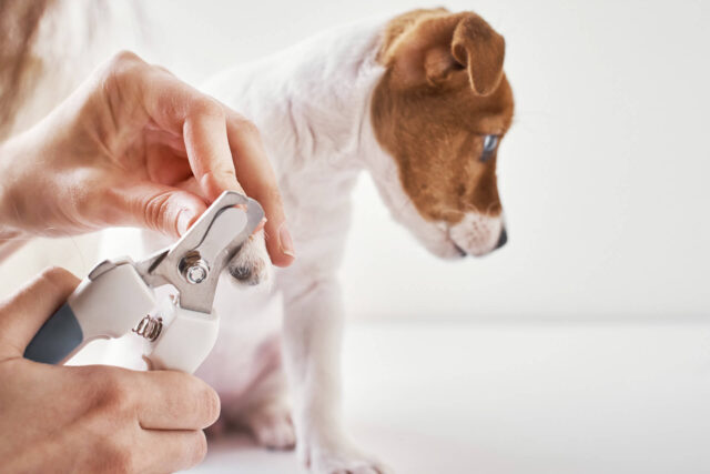 5 tagliaunghie per cani, facili da usare e sicuri per Fido