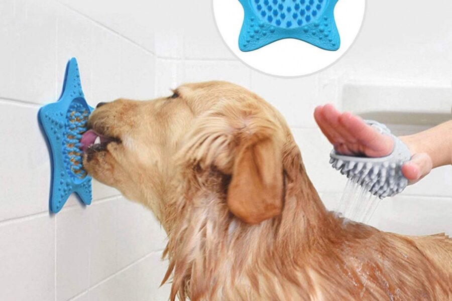 cane fa il bagno e mangia