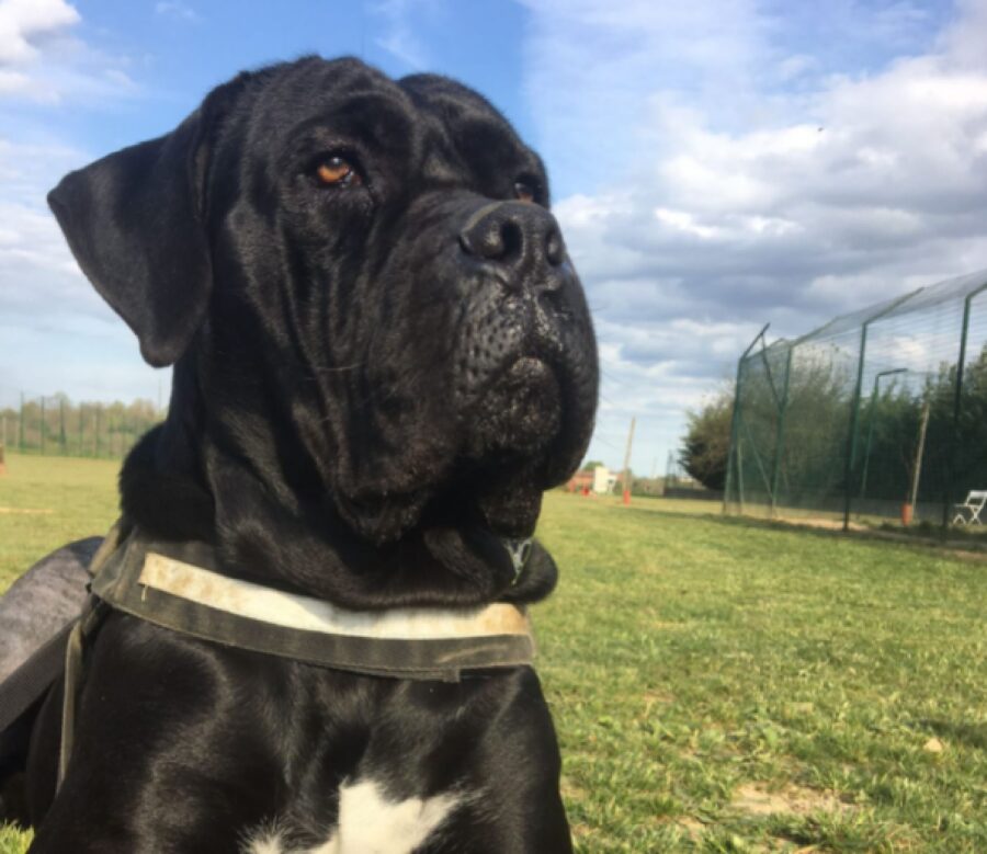 cane corso giornata di sole