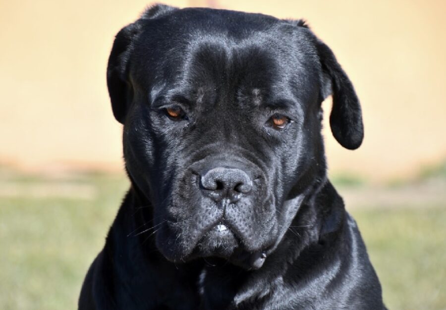 cane corso pelo nero spento