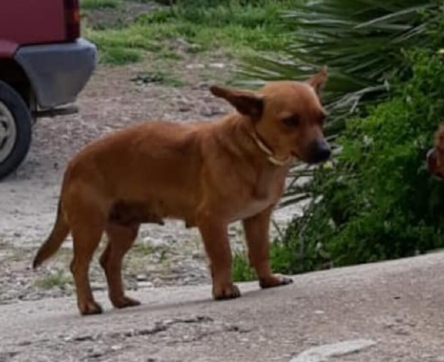 cucciola dory indossa collare antiparassitario