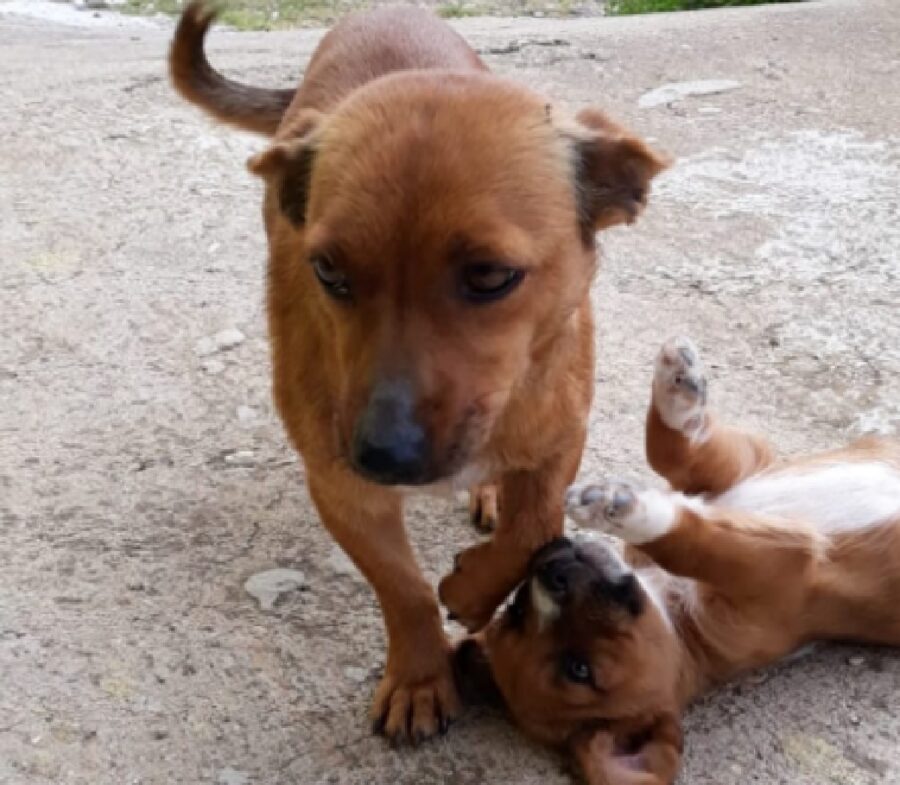 cane frontale cucciolo in basso