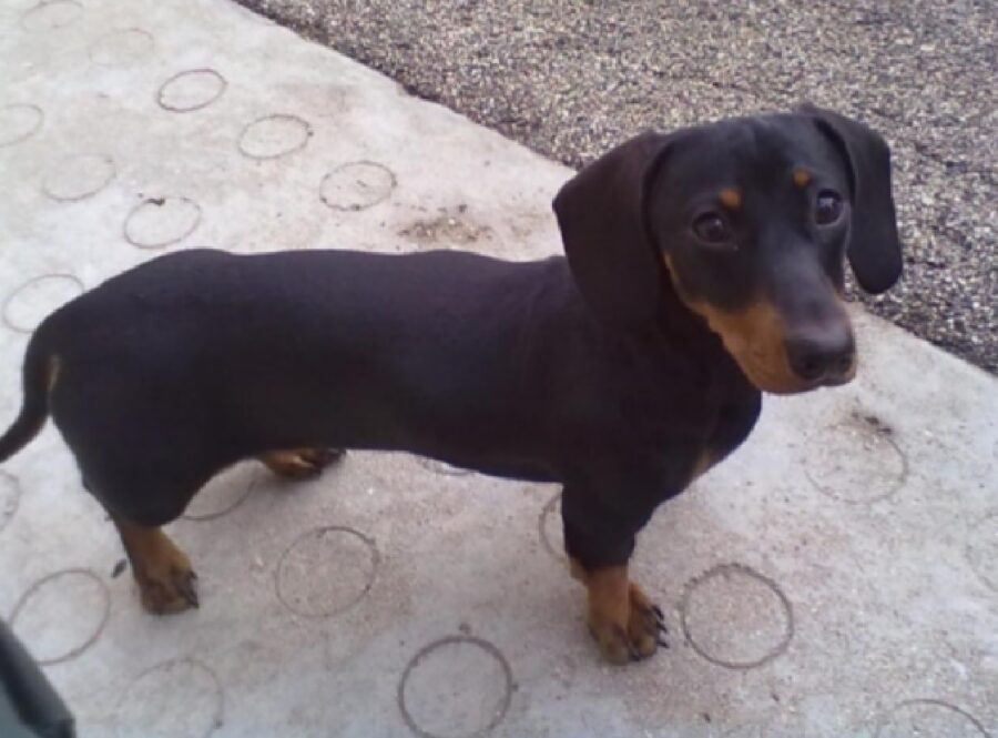 cagnolina su asfalto 